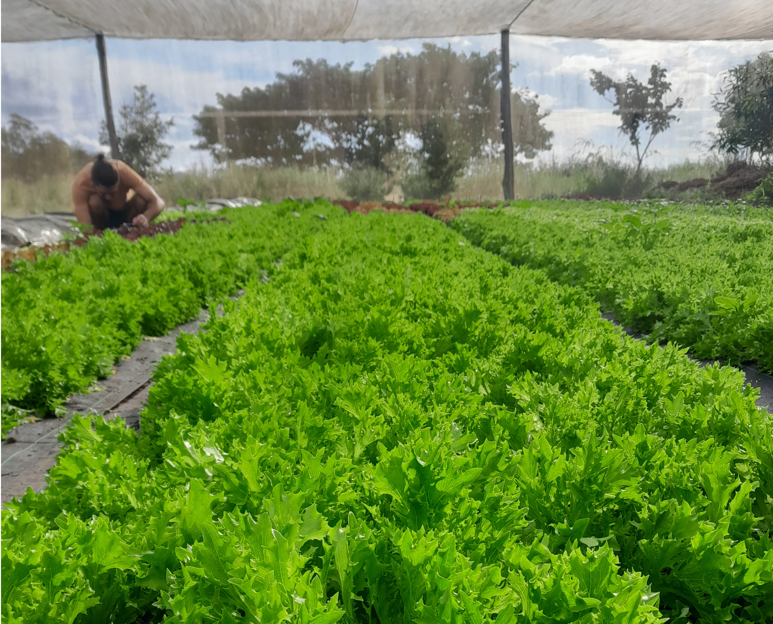 Farm greens